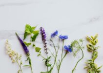 Top Medicinal Herbs For Your Emergency Garden