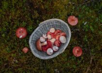 Top Spots For Foraging Wild Edibles