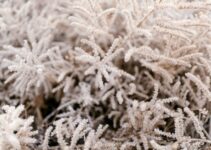 5 Key Strategies For Cold Climate Survival Gardening